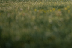 BEN_NSK_ANGERVILLEDB1_4134_290526